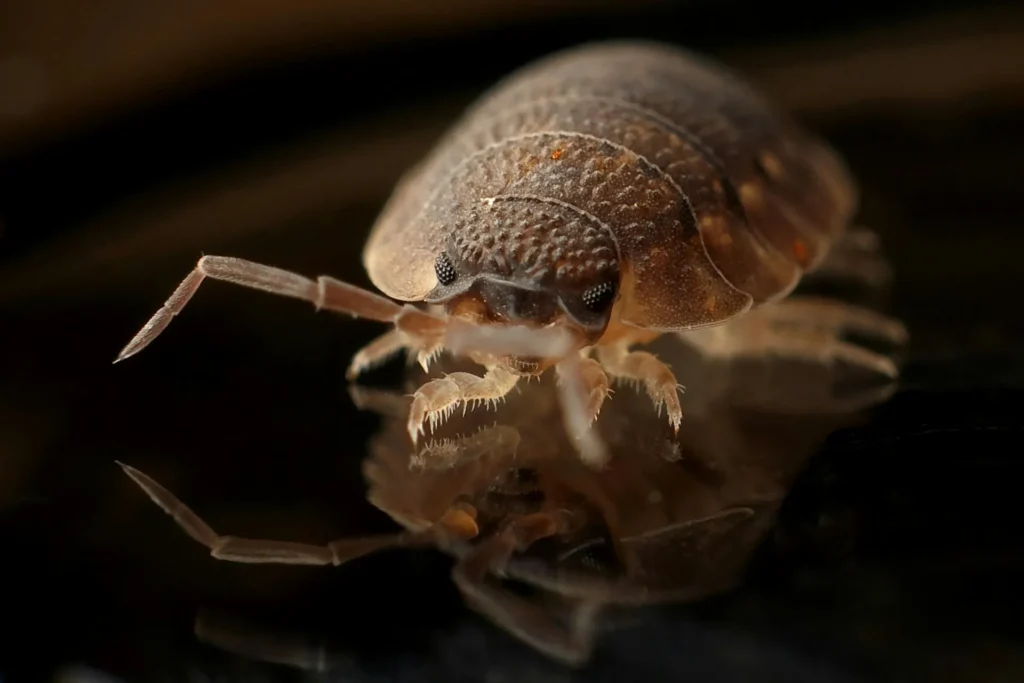 Bed-Bug-Treatment - Clay Pest Control Pros | Clay, NY | 315-996-3911